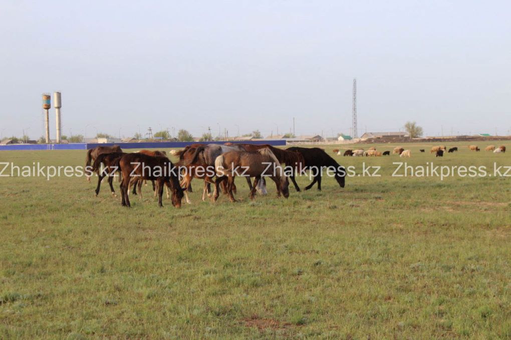 лошадь ауыл