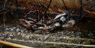 Рыба, купленная с рук, грозит сроком до 7 лет: в прокуратуре сделали заявление