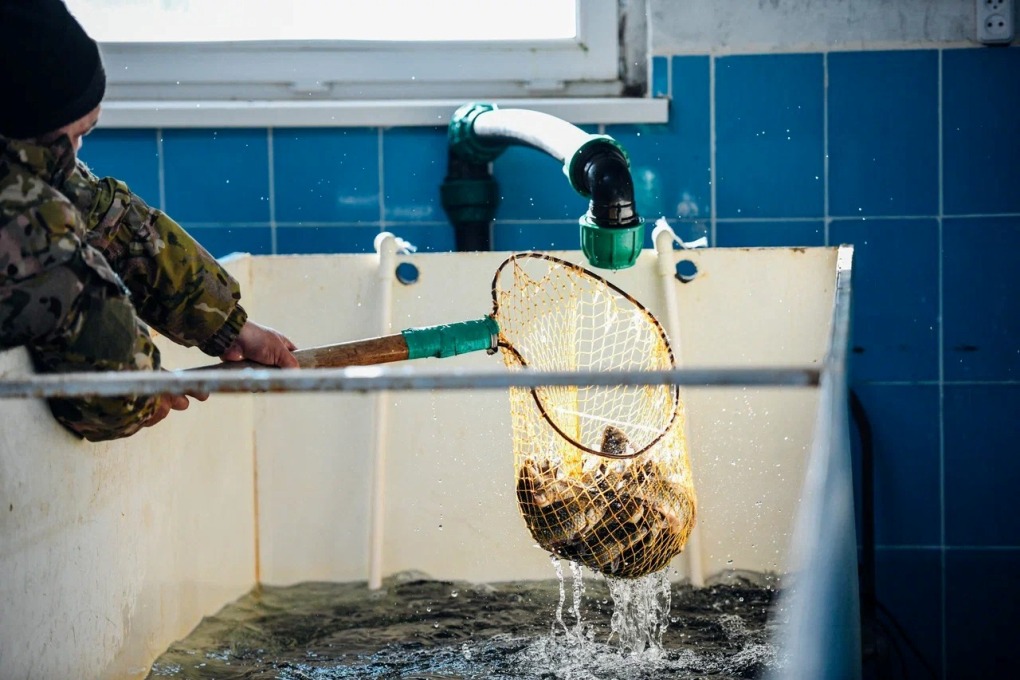 жп казах виллидж балық (20)