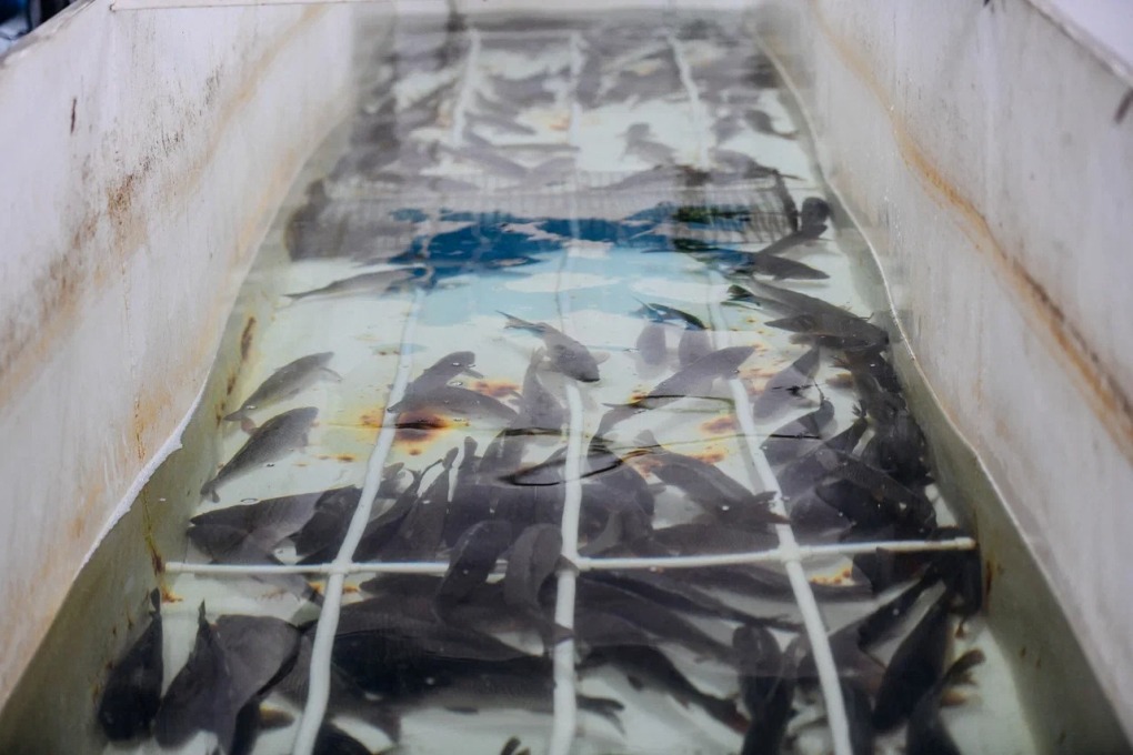 жп казах виллидж балық (22)