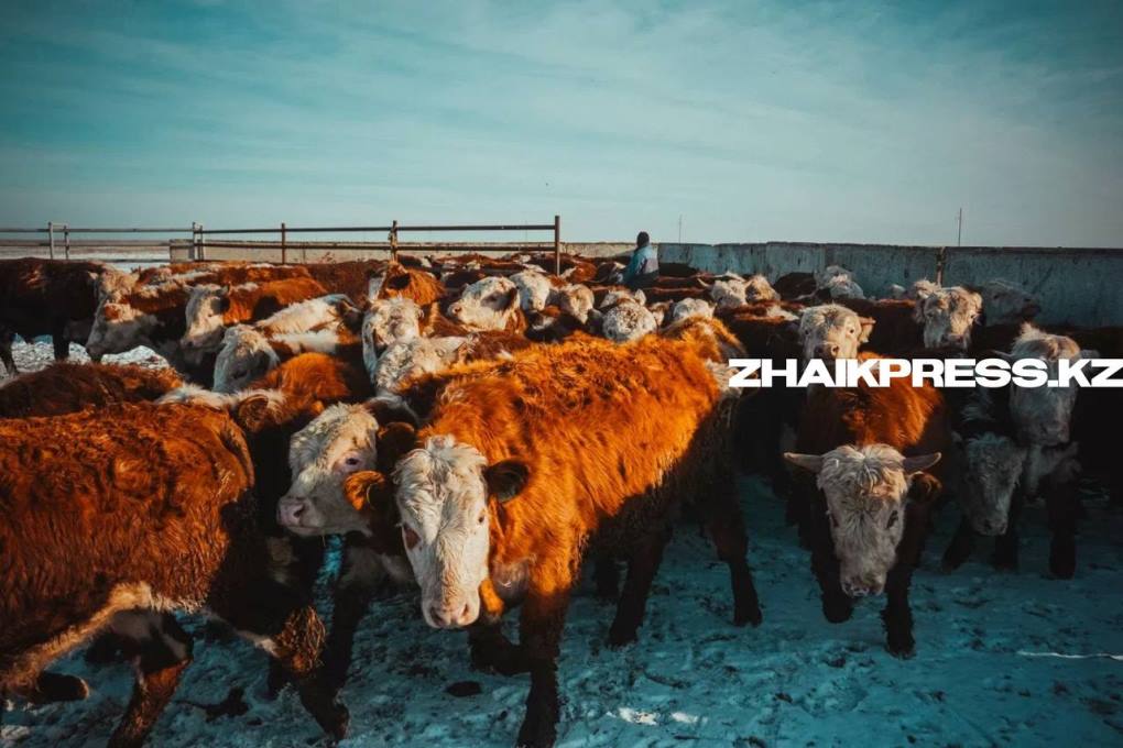 жп казах виллидж04