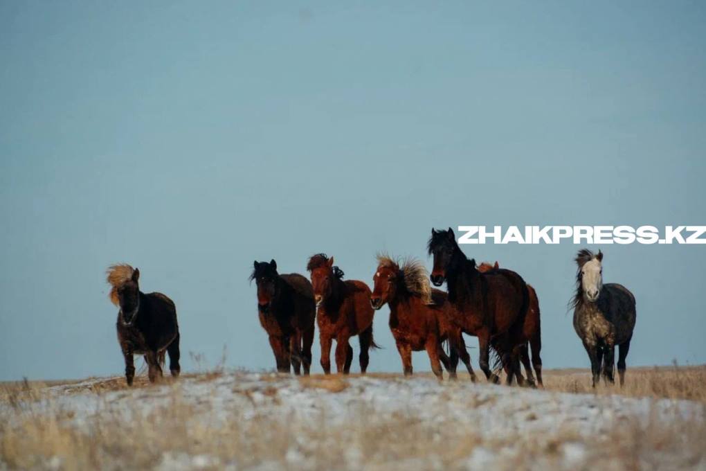 жп казах виллидж09