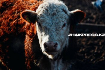 жп казах виллидж15