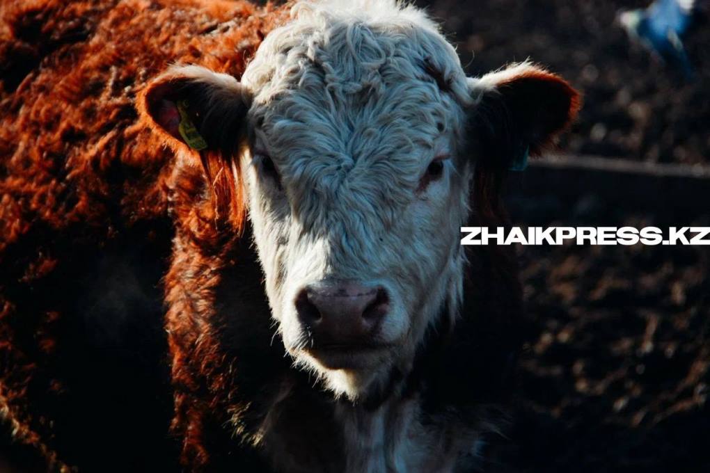 жп казах виллидж15