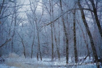 жп хан тоғайы (17)