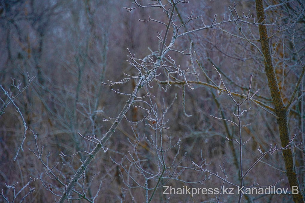 жп хан тоғайы (3)