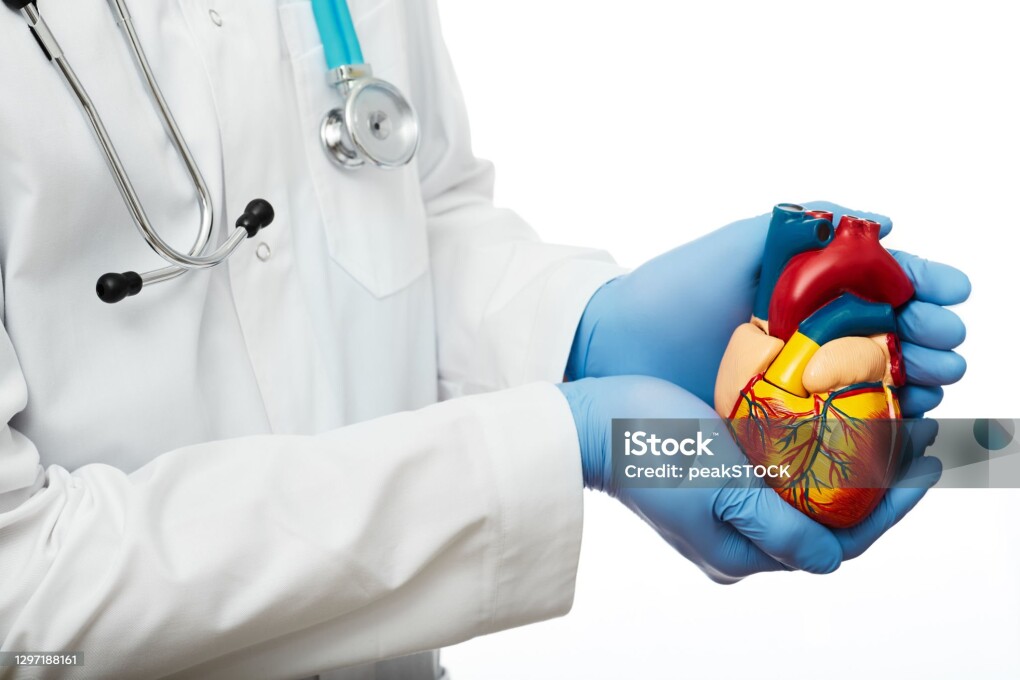 Cardiac surgeon with a stethoscope holds a model heart in his hands. Concept of medical support for human cardiac health. White background