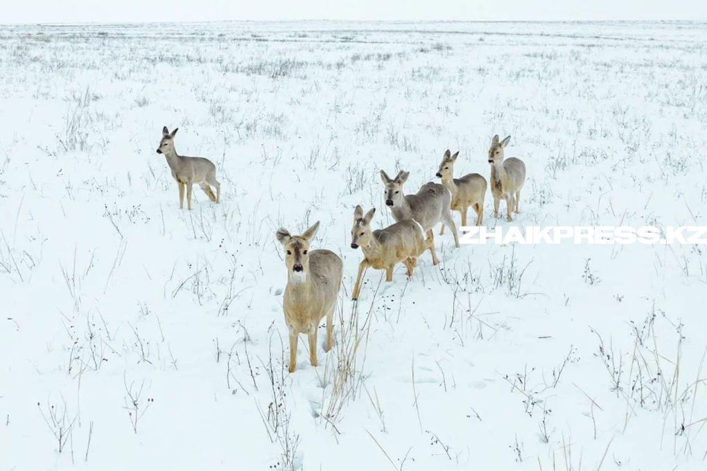 жп казах виллидж шынгырлау ауданы (13)