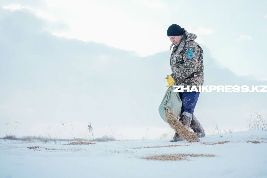 жп казах виллидж шынгырлау ауданы (16)