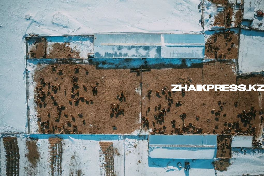 жп казах виллидж шынгырлау ауданы (5)