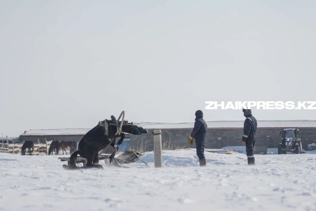 жп казах виллидж шынгырлау ауданы (7)