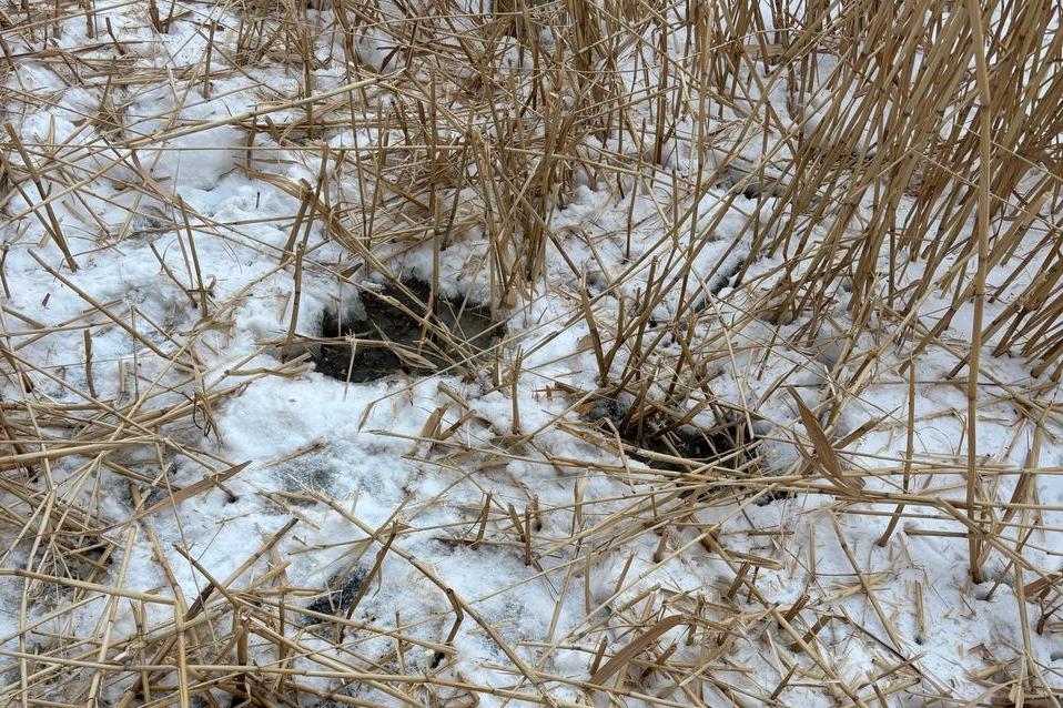 жп сырым муз ойю (2)