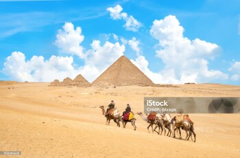 Camels in sandy desert near mountains at sunset