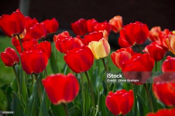 Single yellow tulip amid a group of red tulips