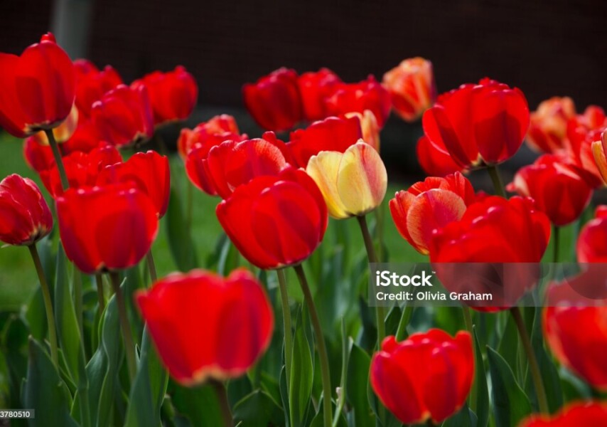 Үстел астындағы жасырын камера мастурбация Оның жоптағы мүшесінен жылайды