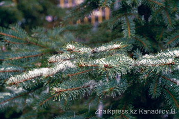 жп 5 қонақ қар (14)