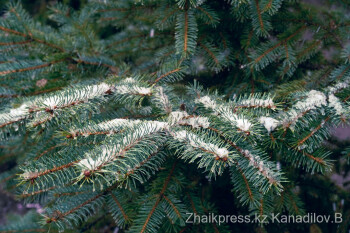 жп 5 қонақ қар (17)