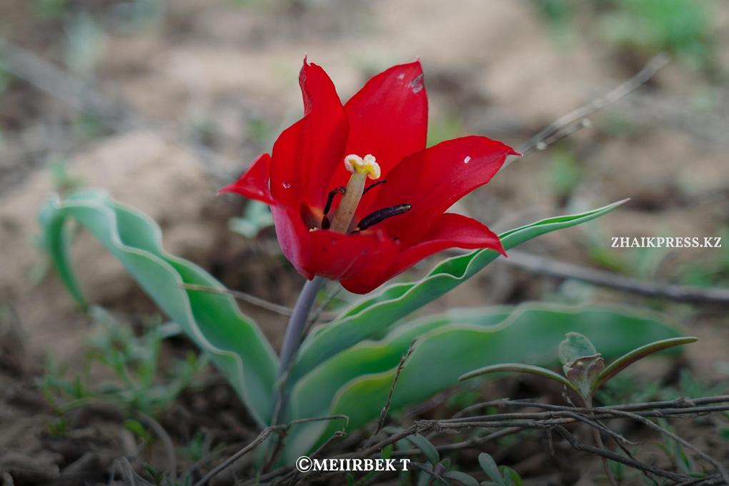 жп кызгалдак (1)