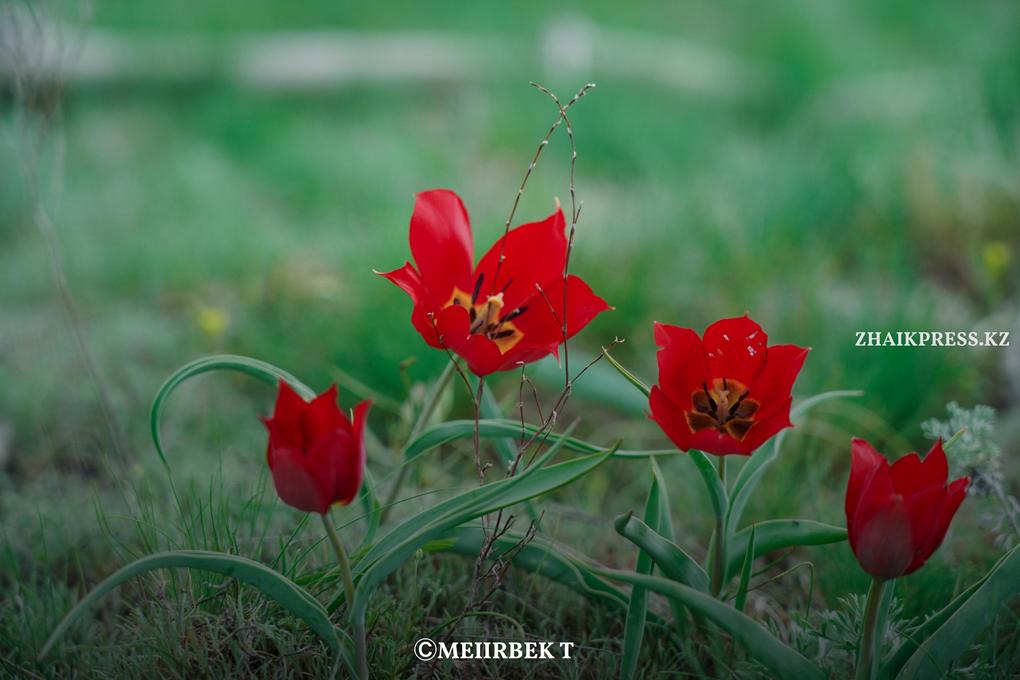 жп кызгалдак (3)