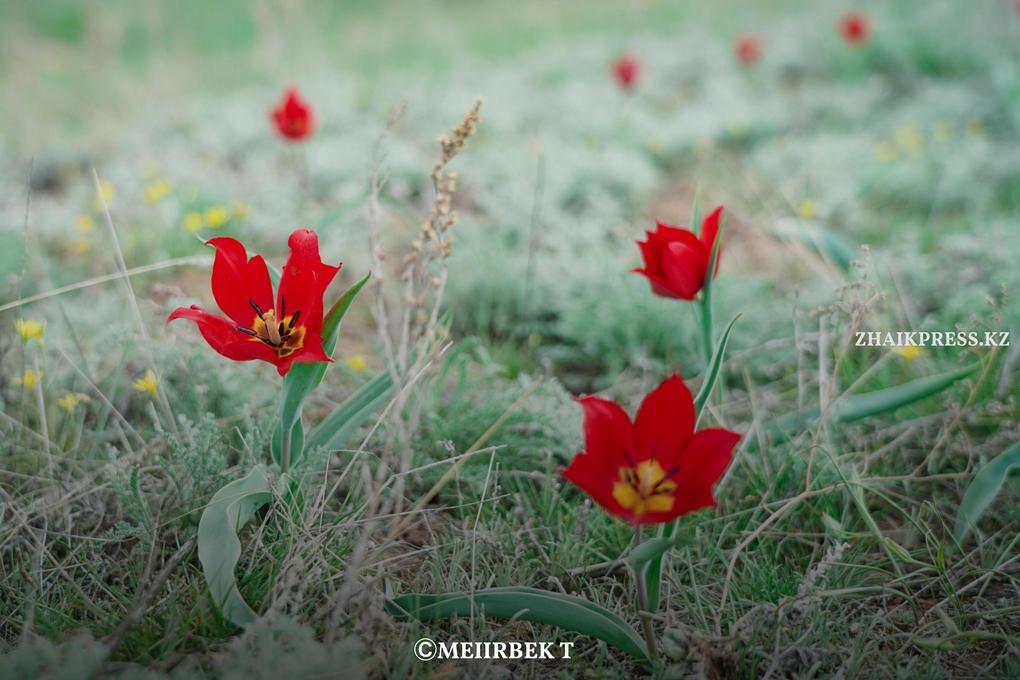 жп кызгалдак (4)