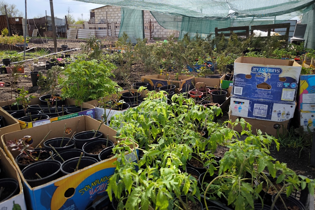 Питомник (6)