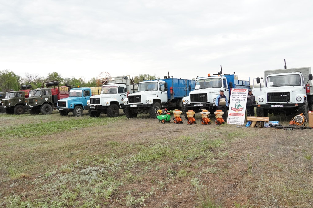 саранча - мади салык (1)