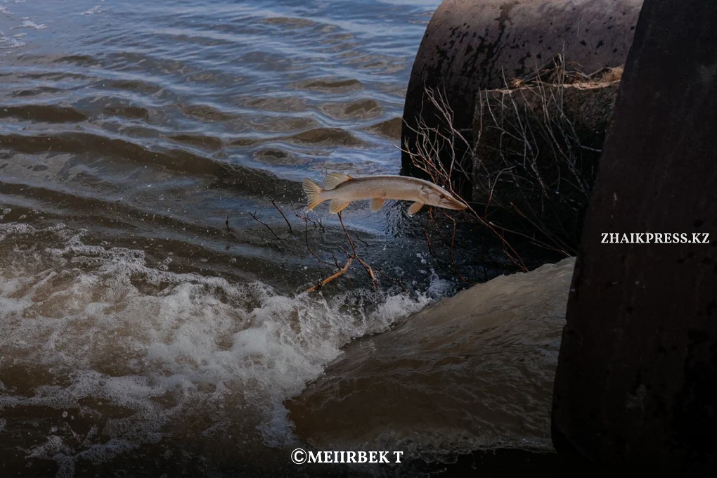 жп казах виллидж жанакала (3)