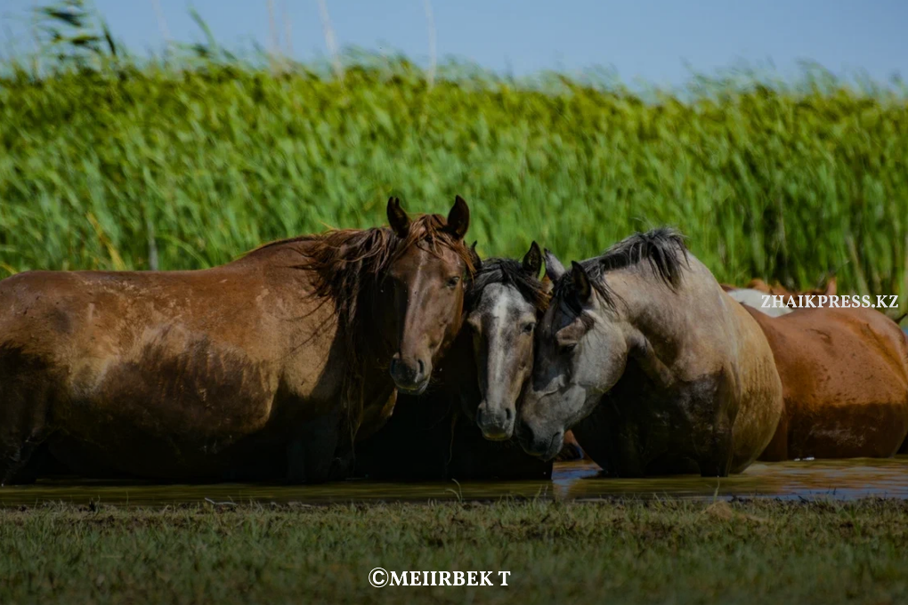 жп казах виллидж жанакала (5)