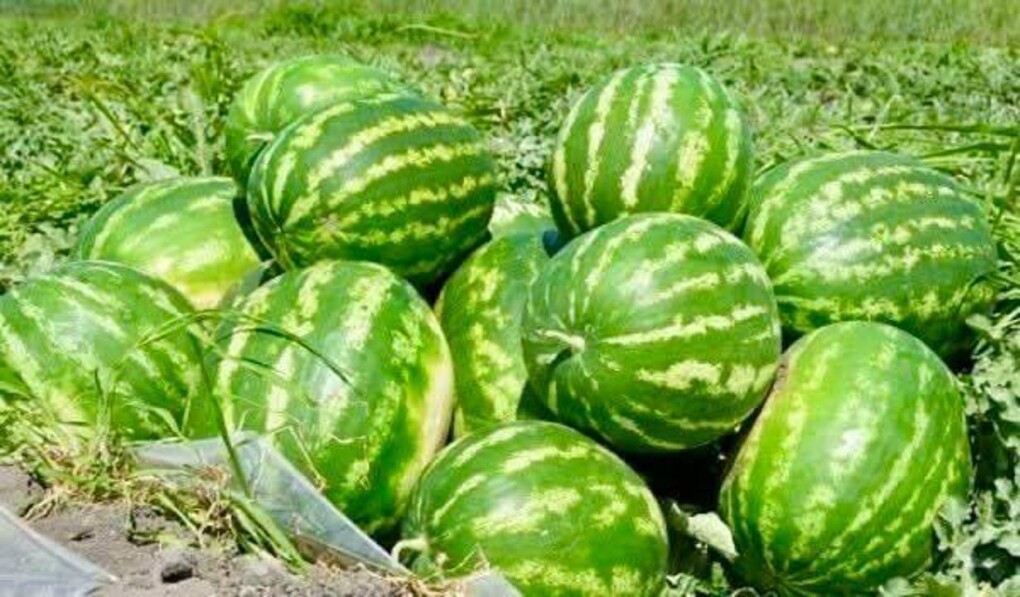 055fc2181fd9ead028a3de9ac2c12ec0_1280x720