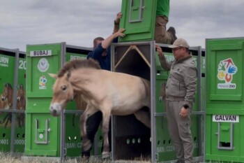 502116a5b28b0da9aa939418fb010267_1280x720