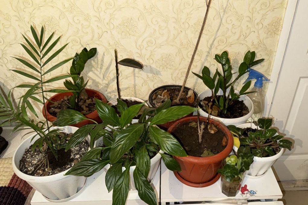 Астана тазалык (6)