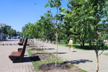 Экология - деревья (1)