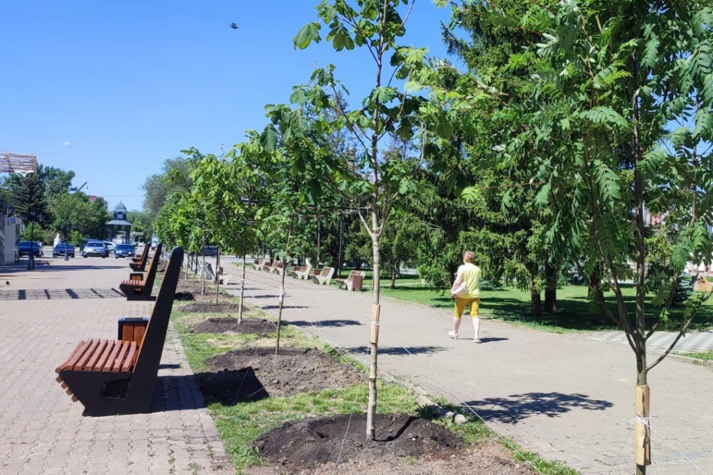 Экология - деревья (1)