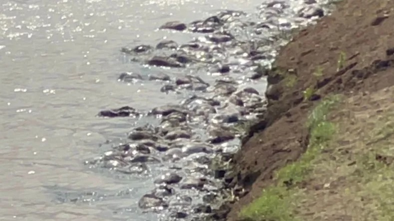 Изображение WhatsApp 2025-06-06 в 16.33.16_b71fa7c1