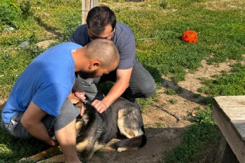 Рейд по собакам - Арай (2)