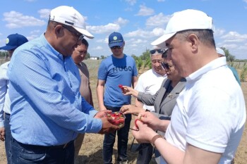 аким - клубника (2)