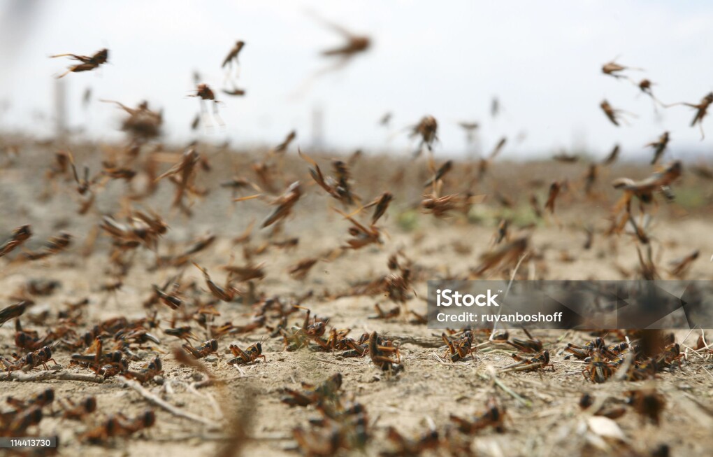 istockphoto-114413730-2048x2048