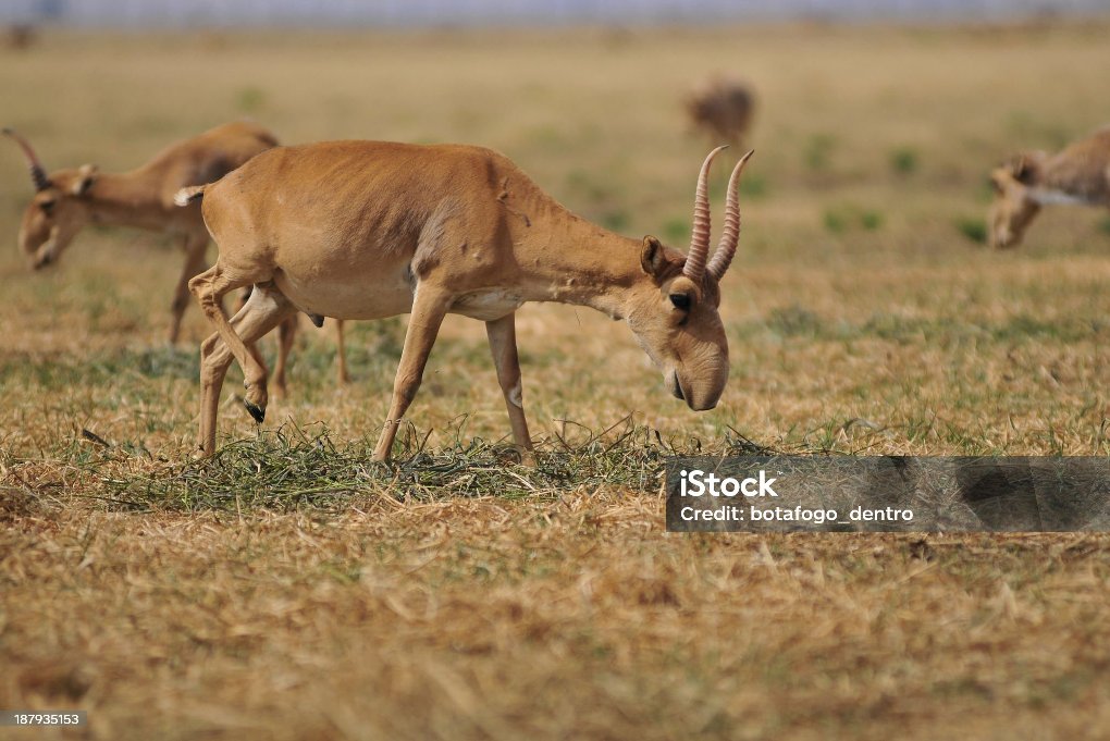 istockphoto-187935153-2048x2048