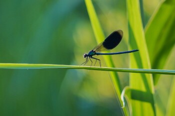 казах виллидж жп (18)