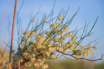 казах виллидж жп (22)