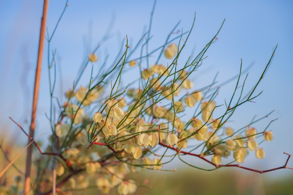 казах виллидж жп (22)