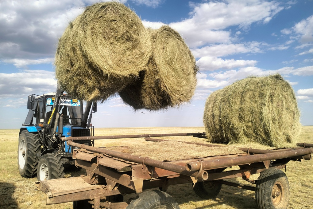 казталовка сенокос (3)