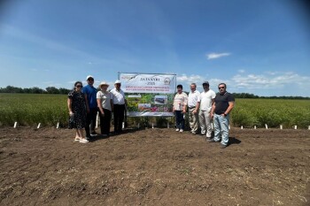 многолетние растения (6)