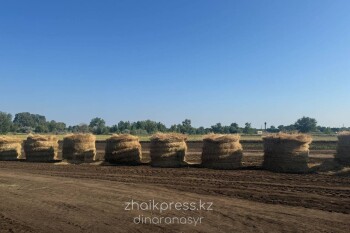 Жп агрофест 2025