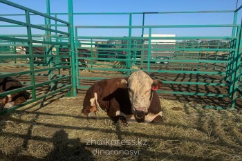 Жп агрофест 2025