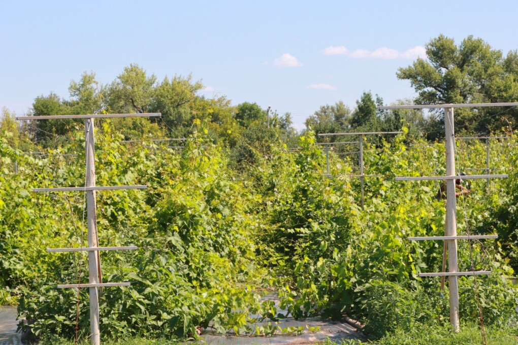 IMG_20250710_112556_449