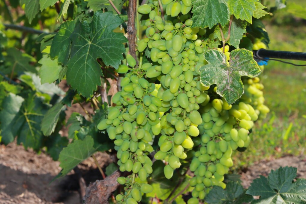 IMG_20250710_112656_978