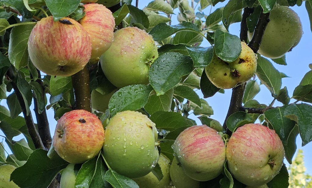 WhatsApp Image 2025-07-17 at 20.29.56