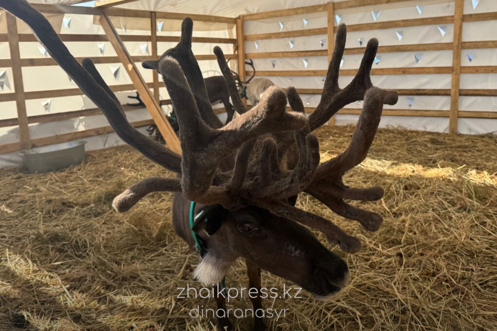 Жп агрофест 2025