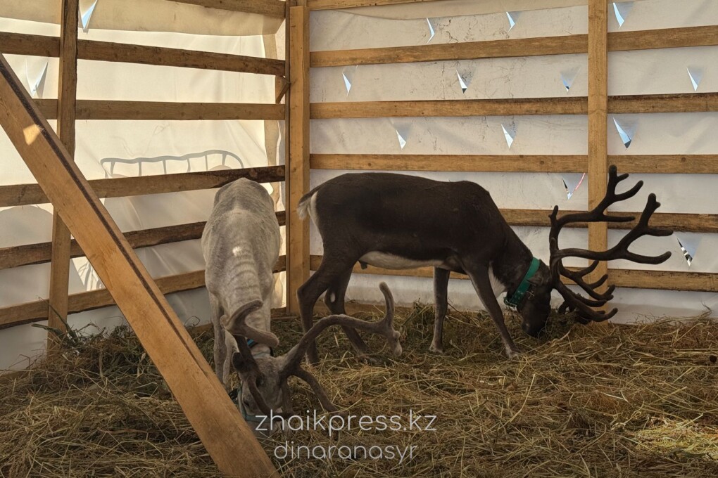 Жп агрофест 2025